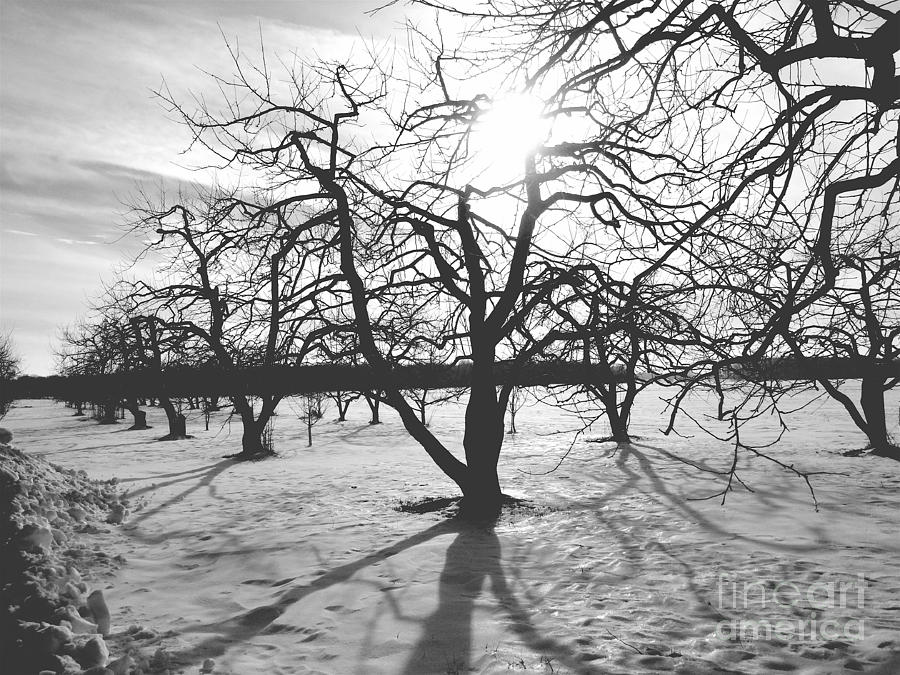 Winter Photograph - Starkweather or not by Trish Hale