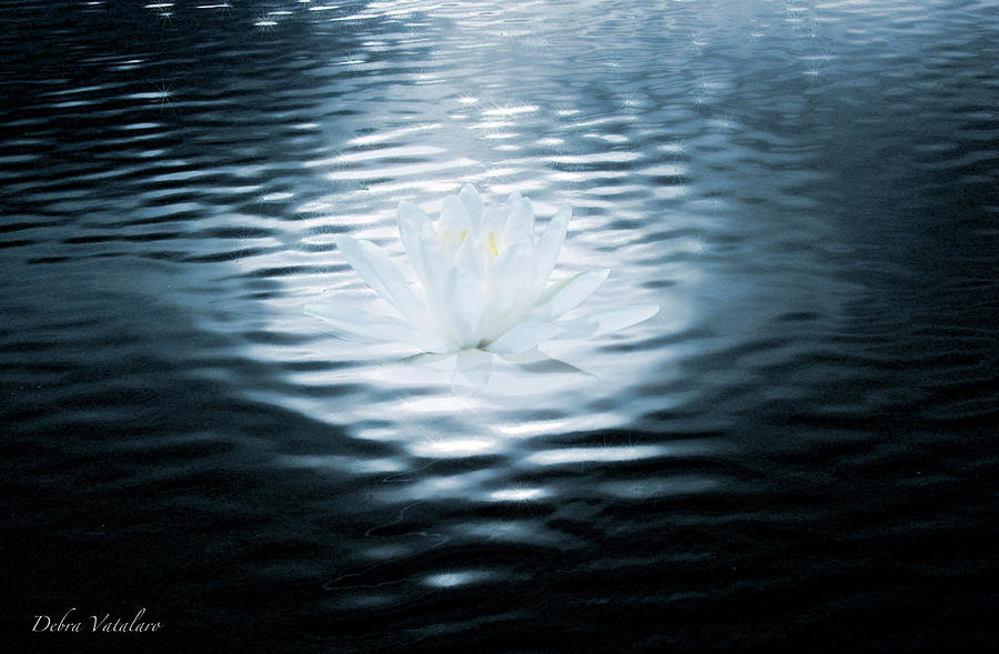 Starlet Of The Water Photograph by Debra     Vatalaro