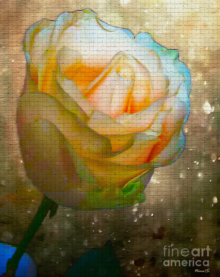 Starlight Rose on Tile Photograph by Nina Silver