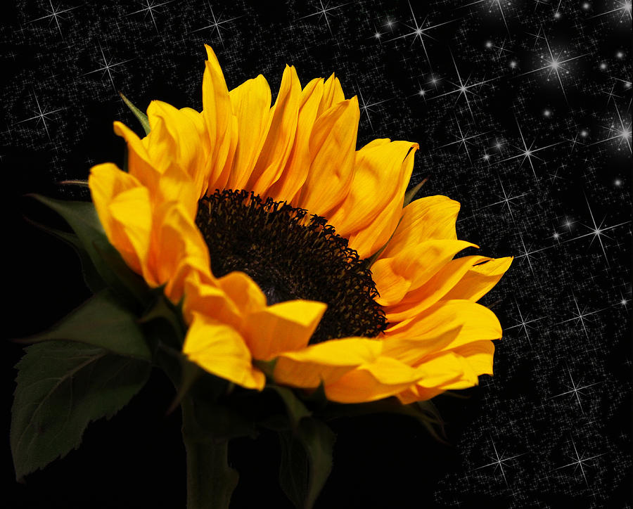 Starlight Sunflower Photograph by Judy Vincent
