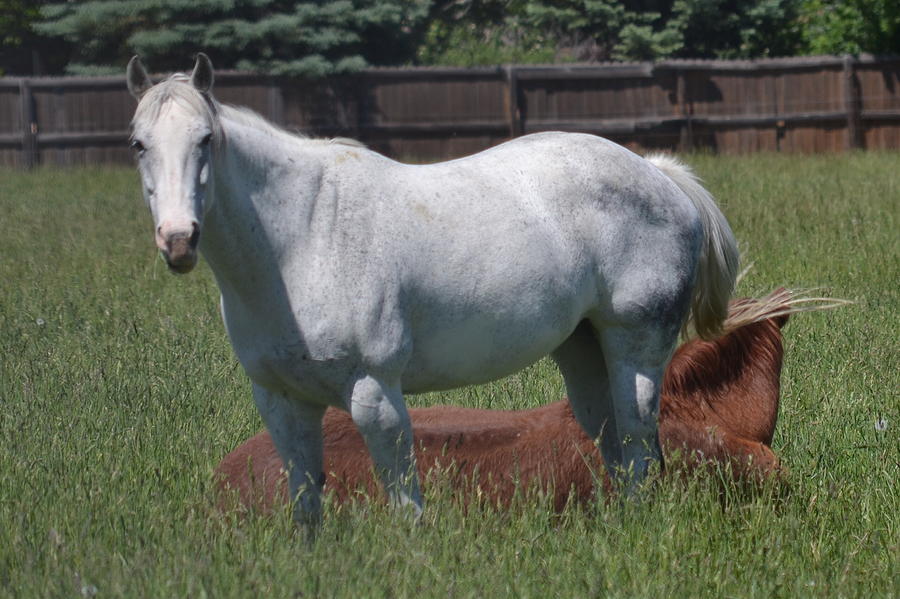 Starlight The Horse Photograph By Michael Steckler - Pixels