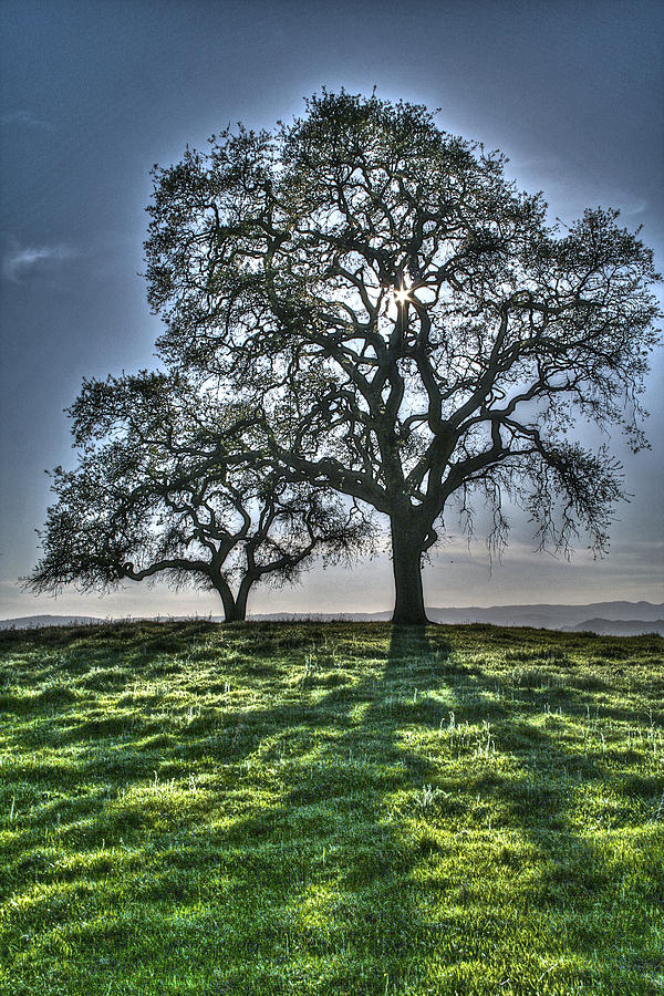 Starlight Tree Photograph by SC Heffner