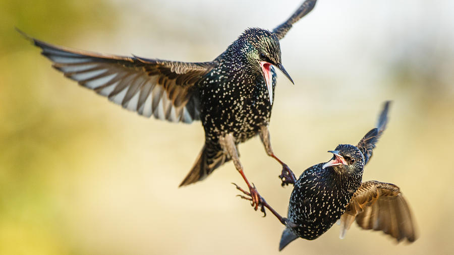 Starlings Photograph - Starling aerial battle by Izzy Standbridge