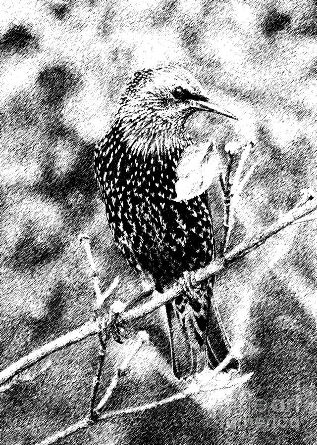 Starling Art Photograph