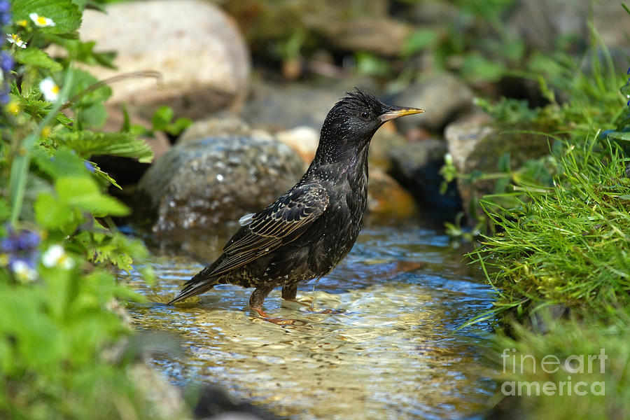 Nature Photograph - Starling Bathing by Helmut Pieper