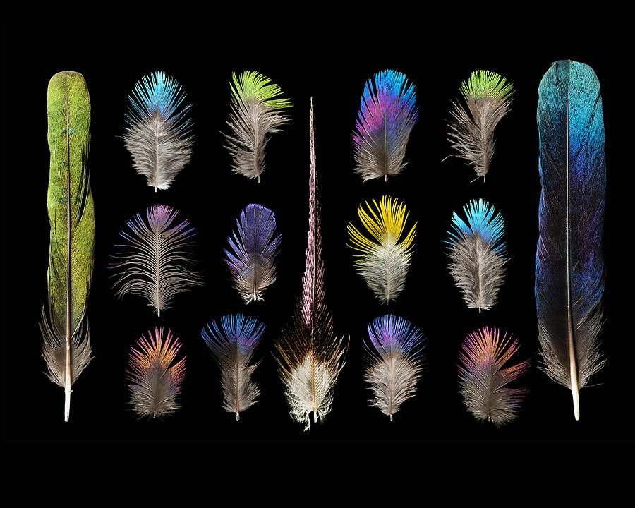 Feathers Mixed Media - Starling by Chris Maynard