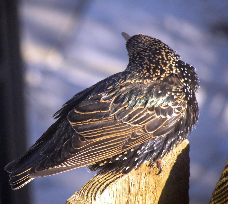 Starling Feathers Photograph By Teresa Schomig 