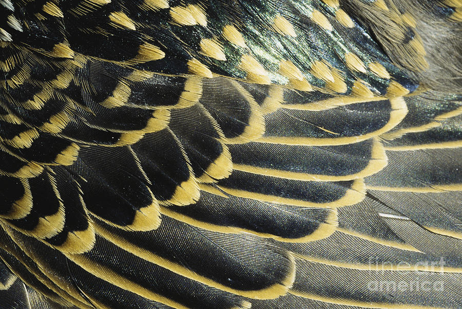Feather Photograph - Starling Feathers by William H. Mullins