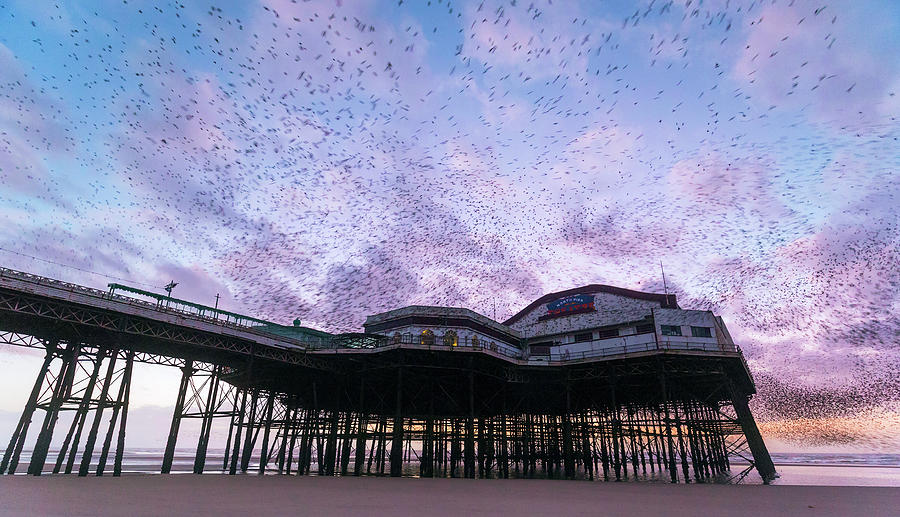 Sturnus Vulgaris Photograph - Starling Flock Over Blackpool North Pier by Simon Booth Sturnus Vulgaris Photograph - Starling Flock Over Blackpool North Pier by Simon Booth