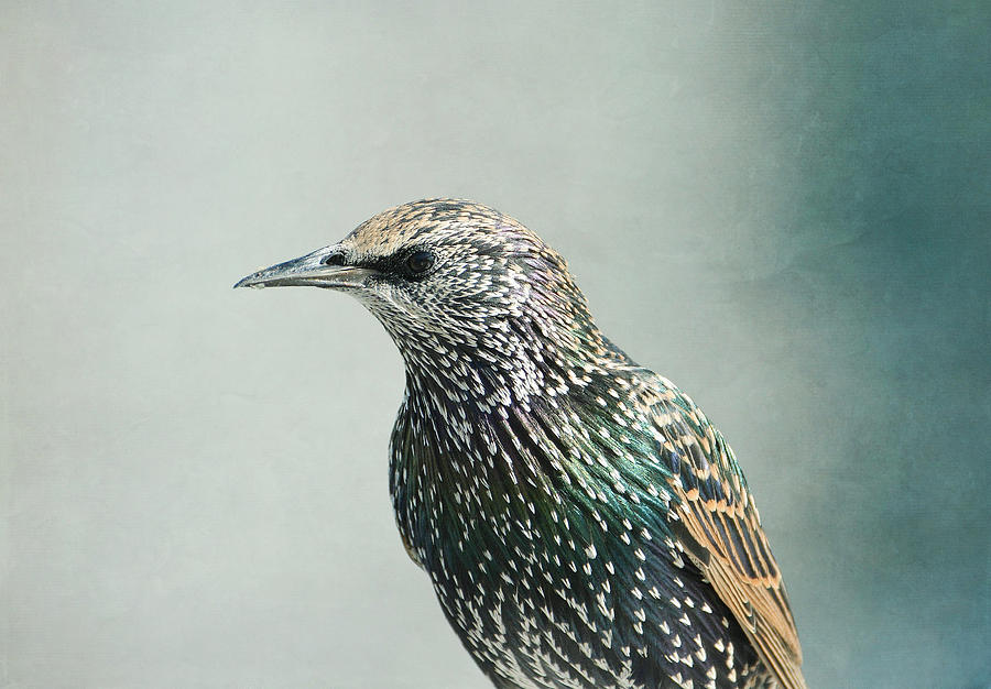 Starling  Photograph by Fraida Gutovich