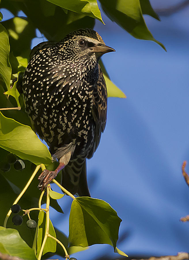 Starling Photograph by Glenn Woodell