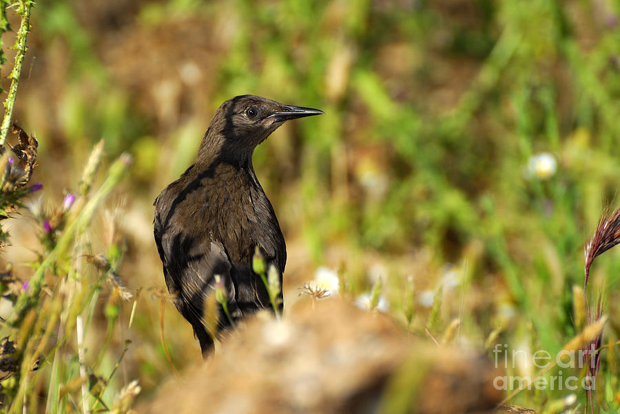 Bird Photograph - Starling by Guido Montanes Castillo