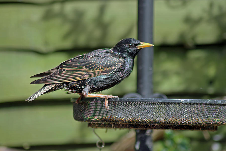 Starling on bird feeder Photograph by Tony Murtagh
