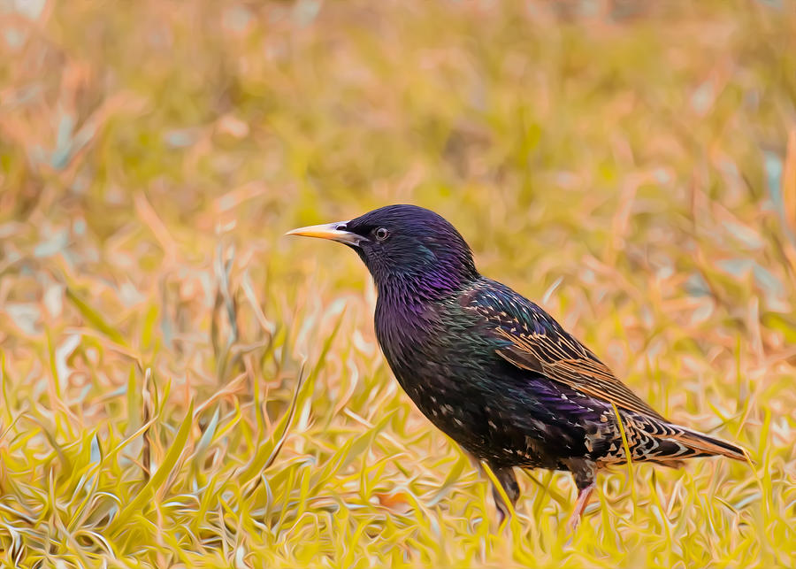 Starling On Lime Grass Photograph by Bill and Linda Tiepelman