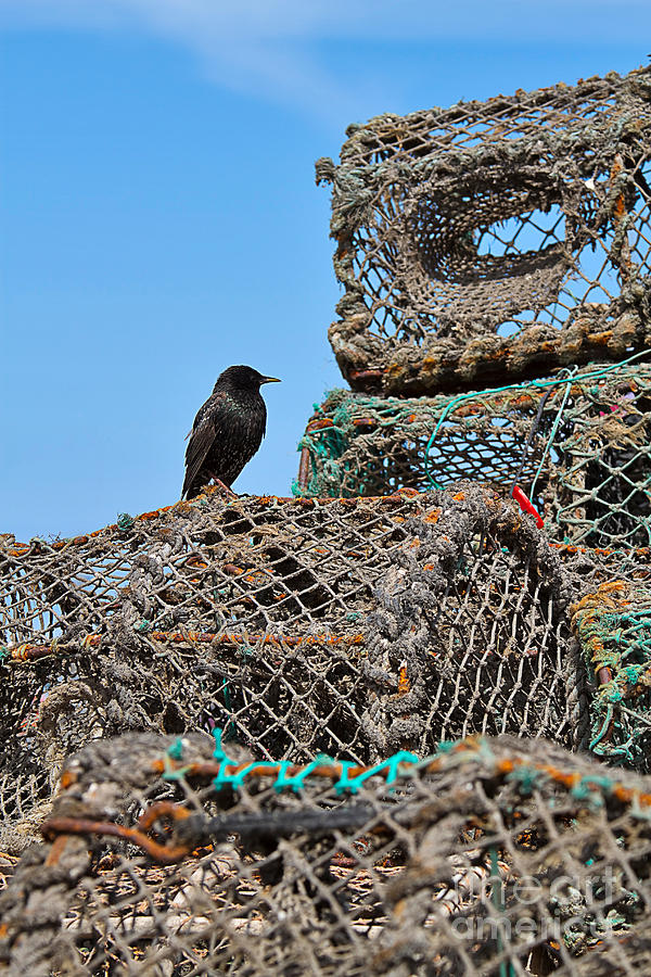 Starling on Lobster Pots Photograph by Louise Heusinkveld