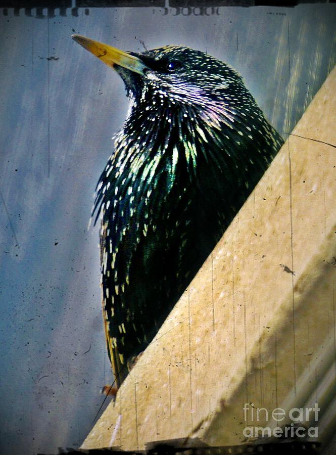 Starling on the Edge Photograph by Lilliana Mendez