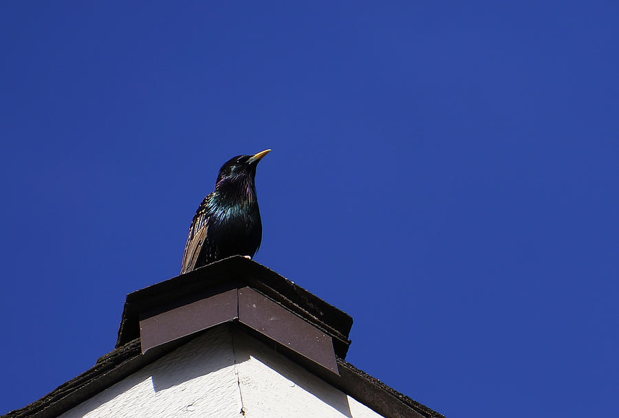 Starling on the Rooftop Photograph by Ronda Broatch