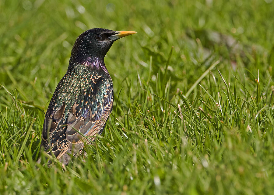 Starling Photograph by Paul Scoullar