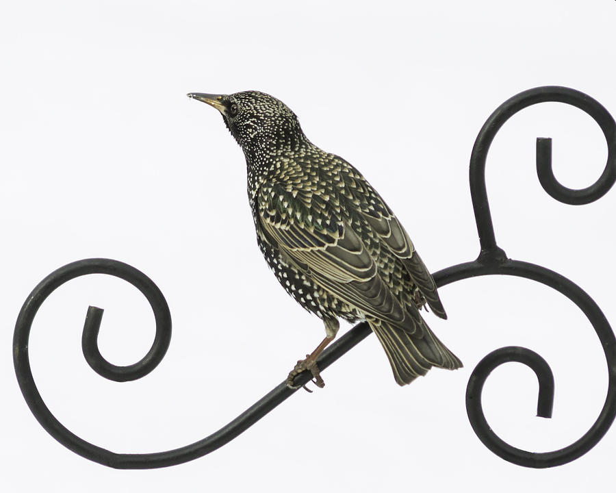 Starling Perched Against Snow Photograph by Brian Caldwell