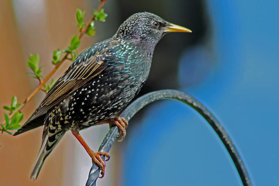 Starling perched in garden Photograph by Tony Murtagh