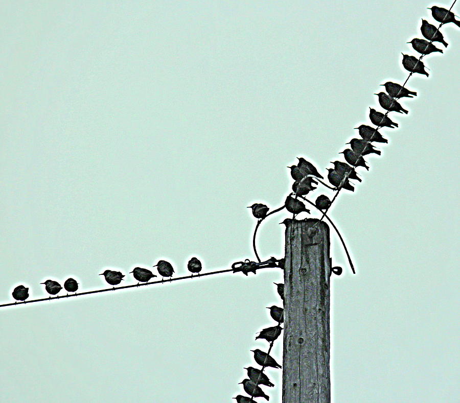 Starlings Photograph - Starling Wiretapping by Rosanne Jordan