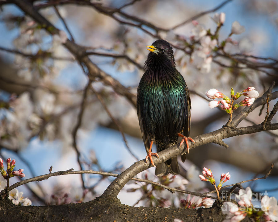 Flower Photograph - Starling with Blossoms by Dale Nelson