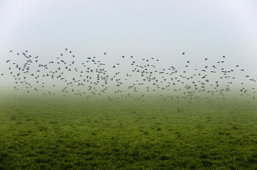 Starlings In Flight Photograph by Www.jodymillerphoto.com