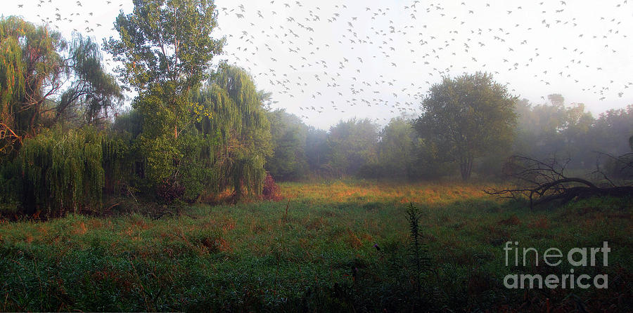 Starlings In The Mist Photograph by Cedric Hampton
