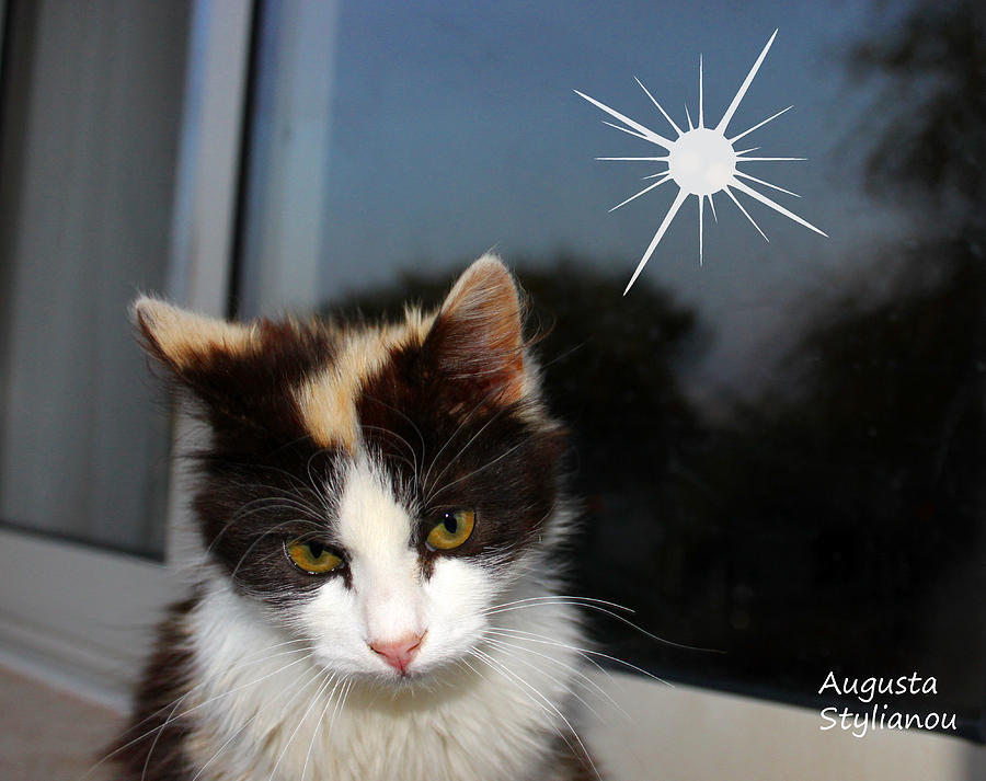 Starry Cat Photograph by Augusta Stylianou