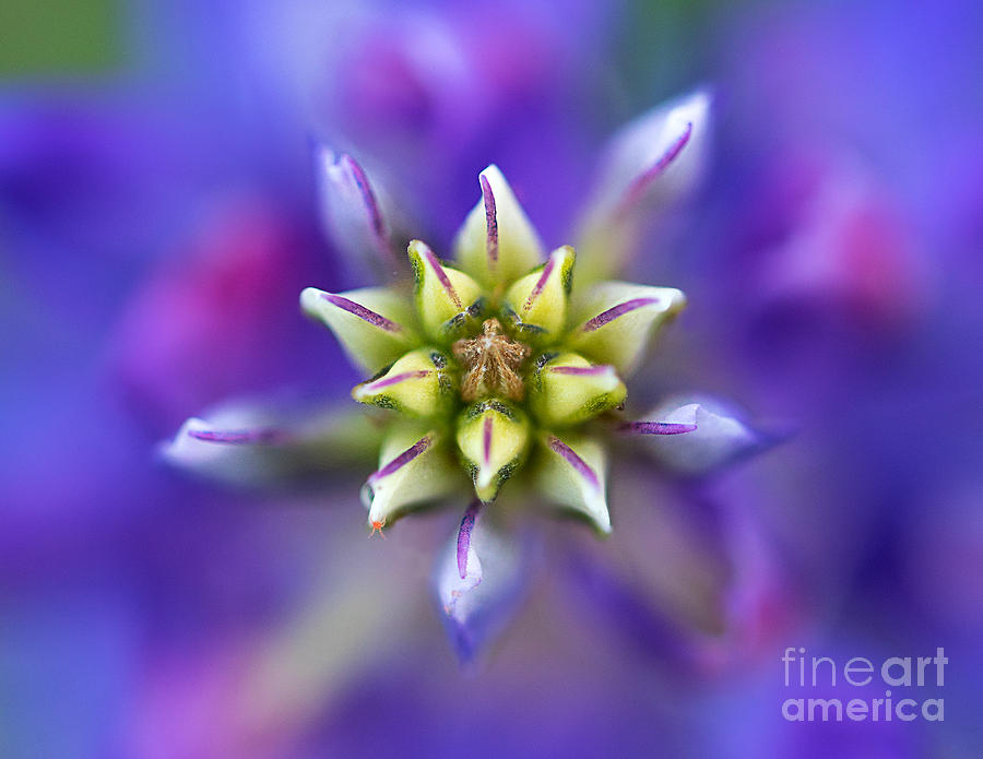 Starry Lupine Photograph by Mimi Ditchie