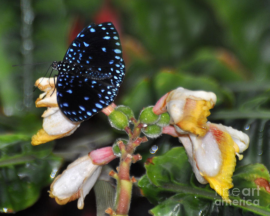 Starry Night Butterfly Photograph by Diane E Berry