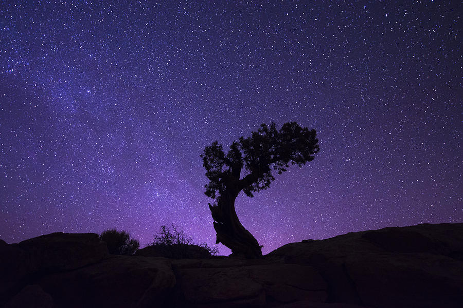 Tree Photograph - The Dreaming Tree by Dustin LeFevre