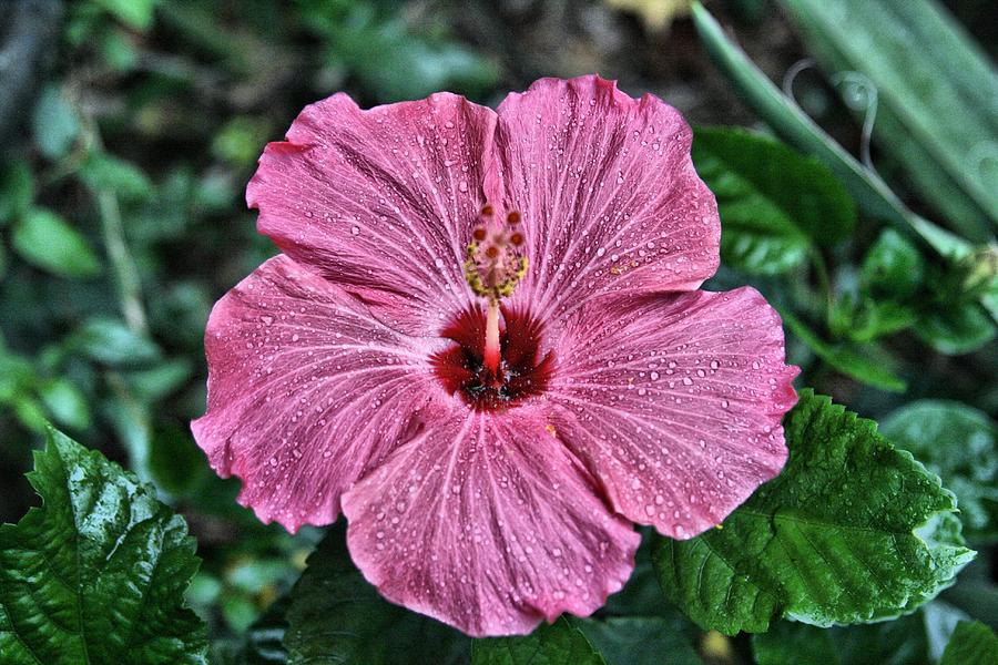 Starry night Hibiscus Photograph by Bill Hosford