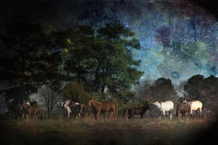 Starry Night Horses Photograph by Kathy Clark