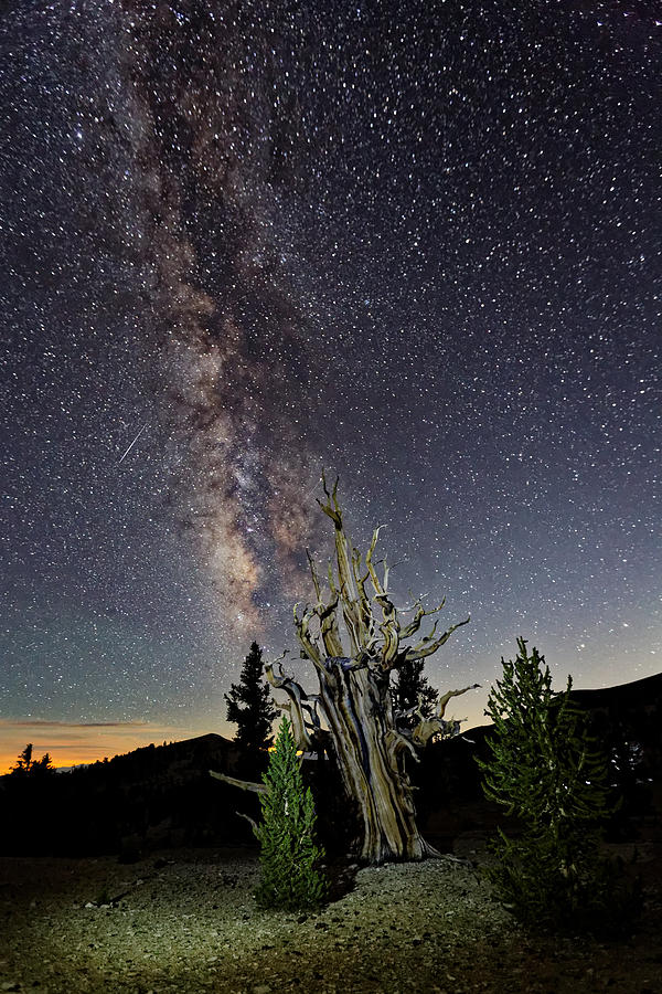 Bristlecone Pines Photograph - Starry Night by Pam Boling