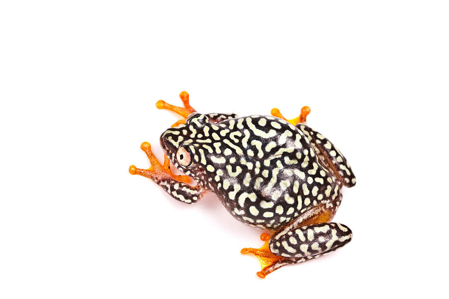 Starry Night Reed Frog Photograph by David Kenny