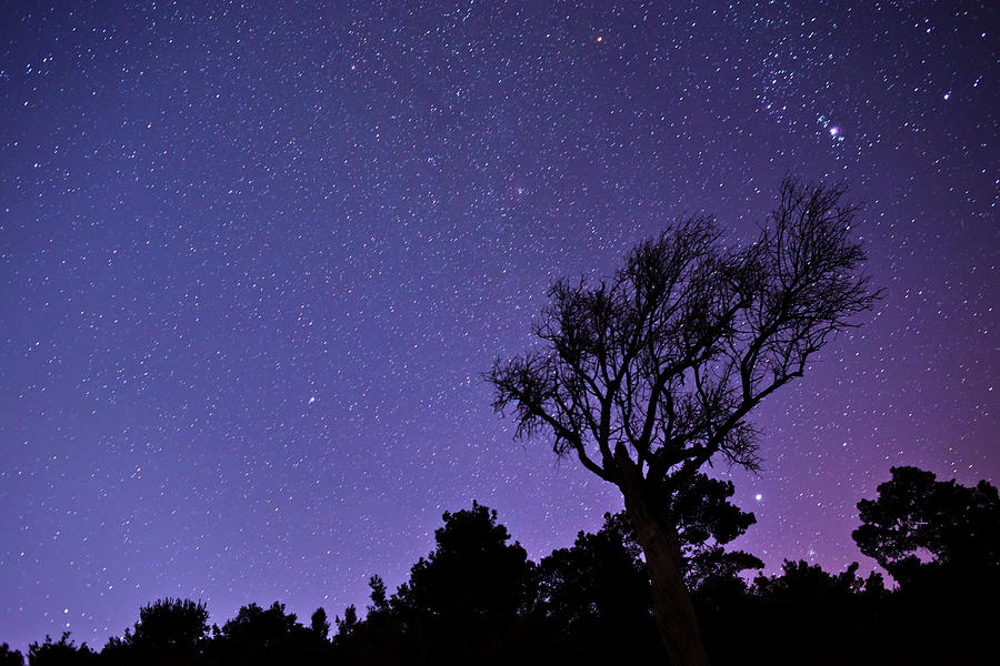 Starry Sky In Forest Photograph by Gm Stock Films