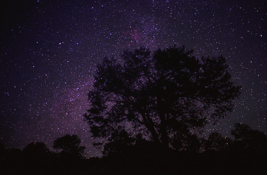 Starry Sky With Silhouetted Oak Tree Photograph by Tim Fitzharris
