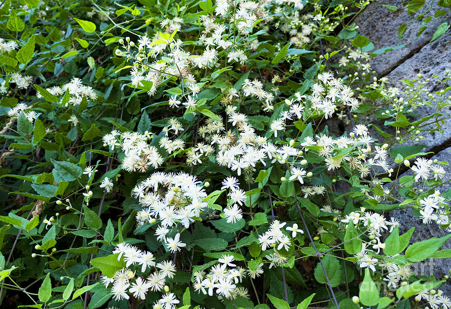 Starry white Clematis Photograph by Brenda Kean