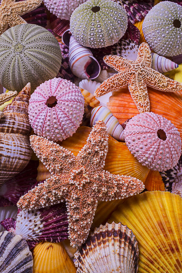Shell Photograph - Stars Among The Seashells by Garry Gay