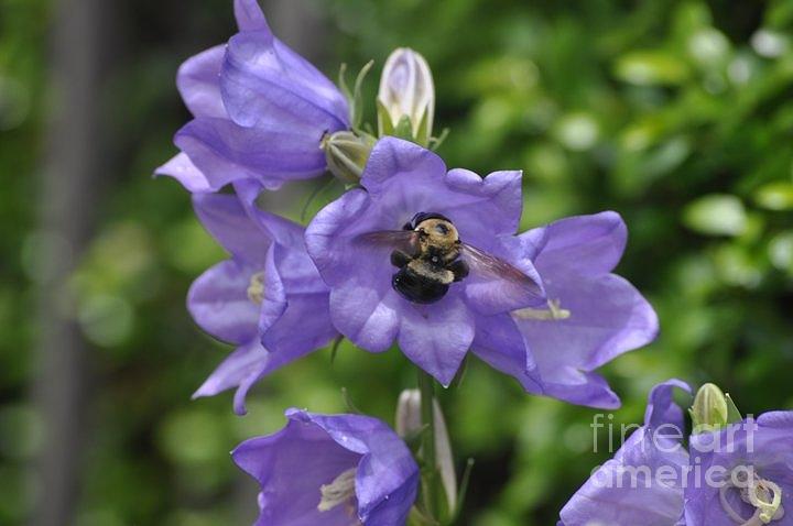 Flower Photograph - Stars and Bees by Nona Kumah