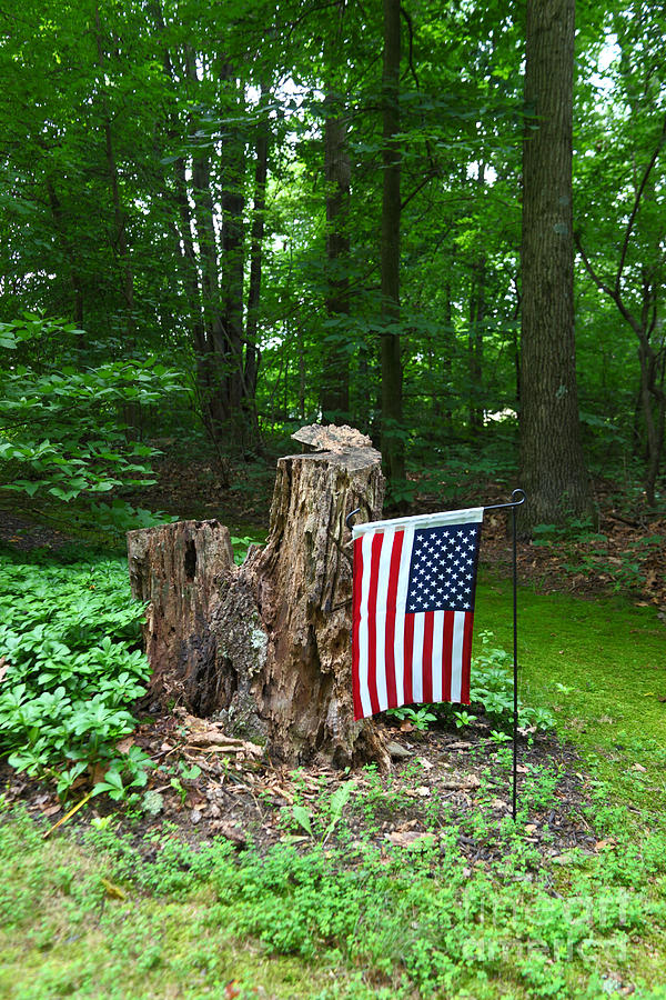 Stars and Stripes in Woodland Photograph by James Brunker
