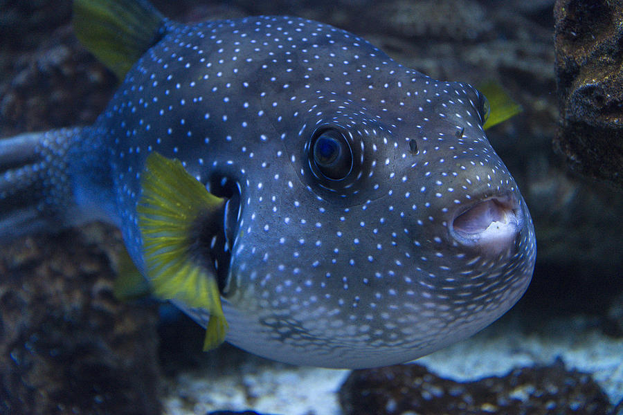 Stars And Stripes Puffer Fish Arothron Photograph by Mark Newman - Fine ...
