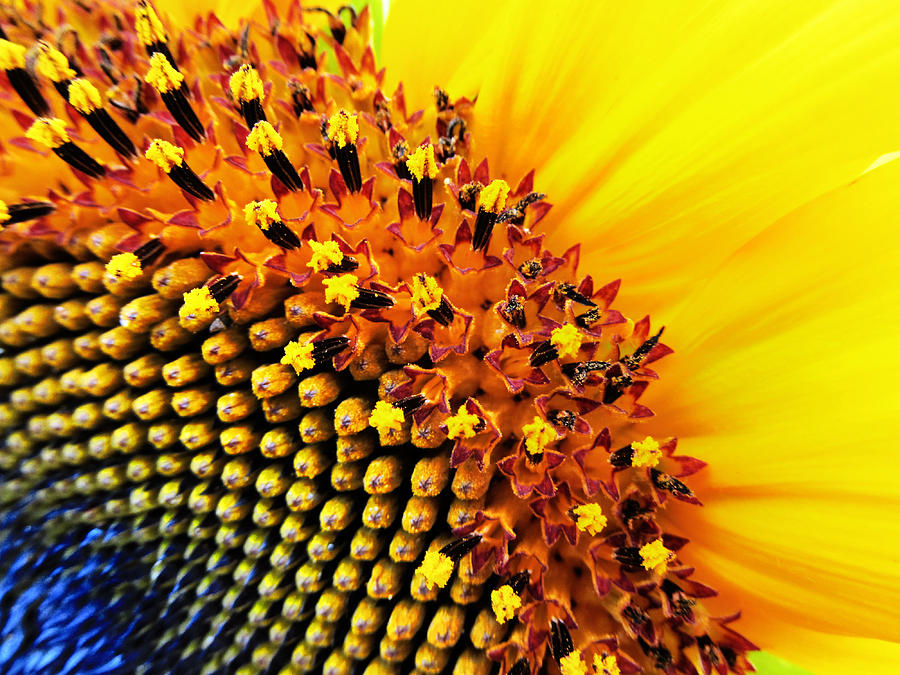 Sunflower Photograph - Stars of The Sun by Marianna Mills