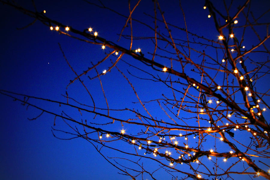 Stars On Branches Photograph by Aurelio Zucco