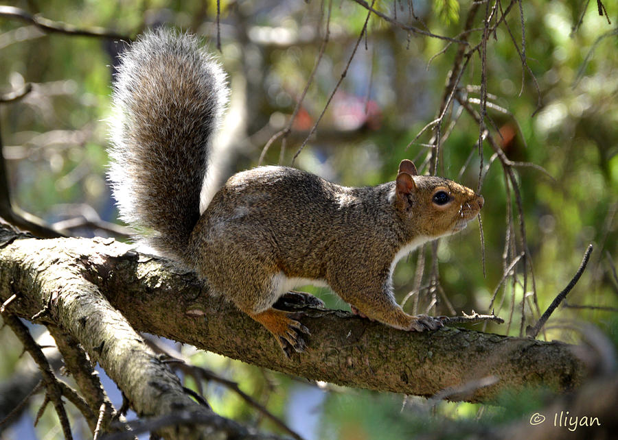 Squirrel Photograph - Startled Squirrel by Iliyan Bozhanov
