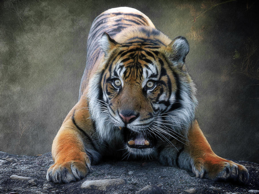 Startled Tiger Photograph by Steve McKinzie
