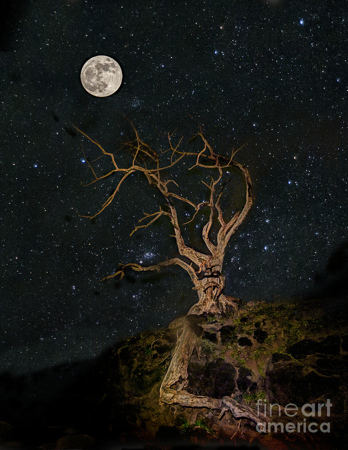 Tree Photograph - Stary Night by Stephen Degraaf
