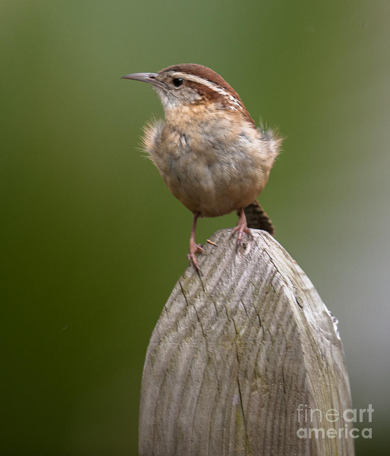 State Bird Of Sc Photograph