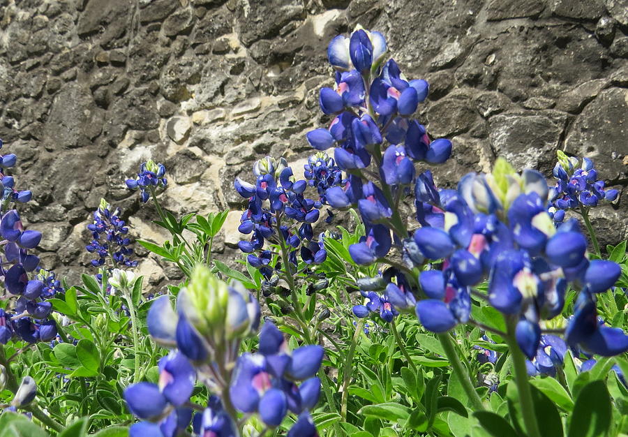 State Flower of Texas - Bluebonnets Photograph by Ella Kaye Dickey